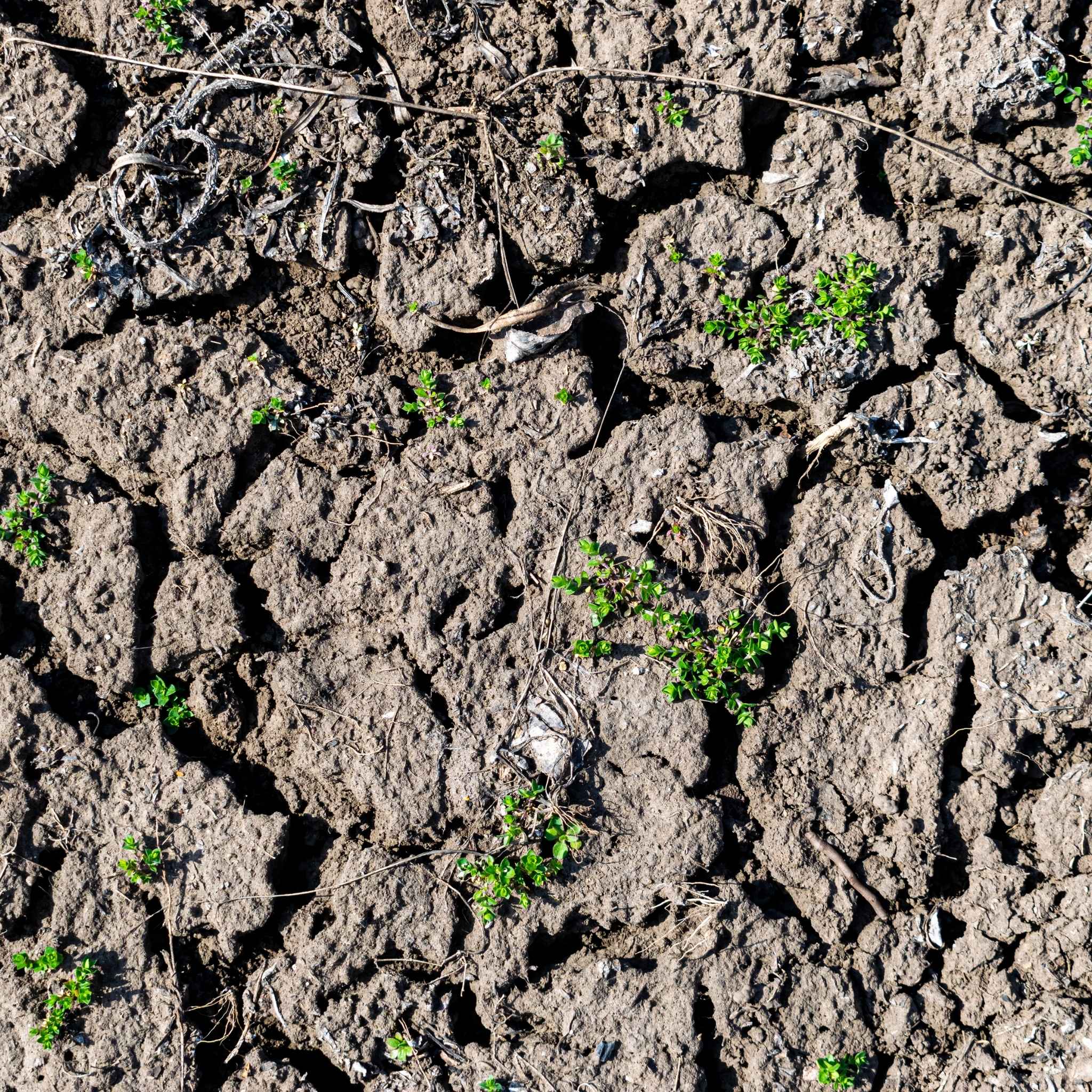 Soluciones para problemas del suelo agrícola como compactación, erosión, baja infiltración y pérdida de fertilidad biológica
