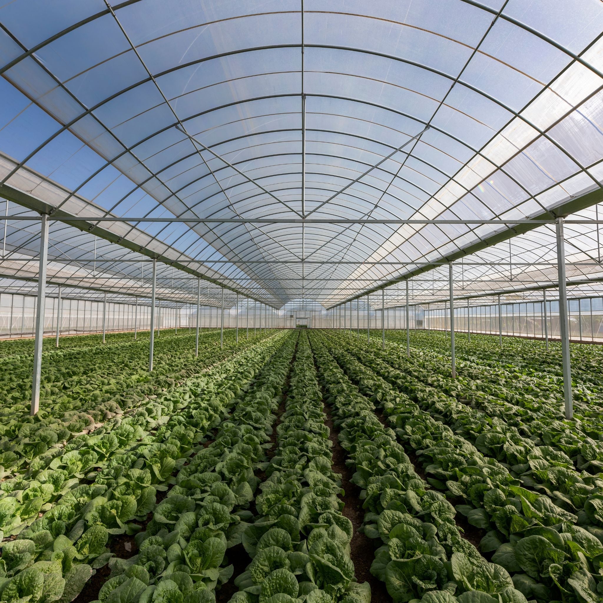 Soluciones para explotaciones intensivas enfocadas en regeneración de suelos y mejora de la eficiencia agronómica