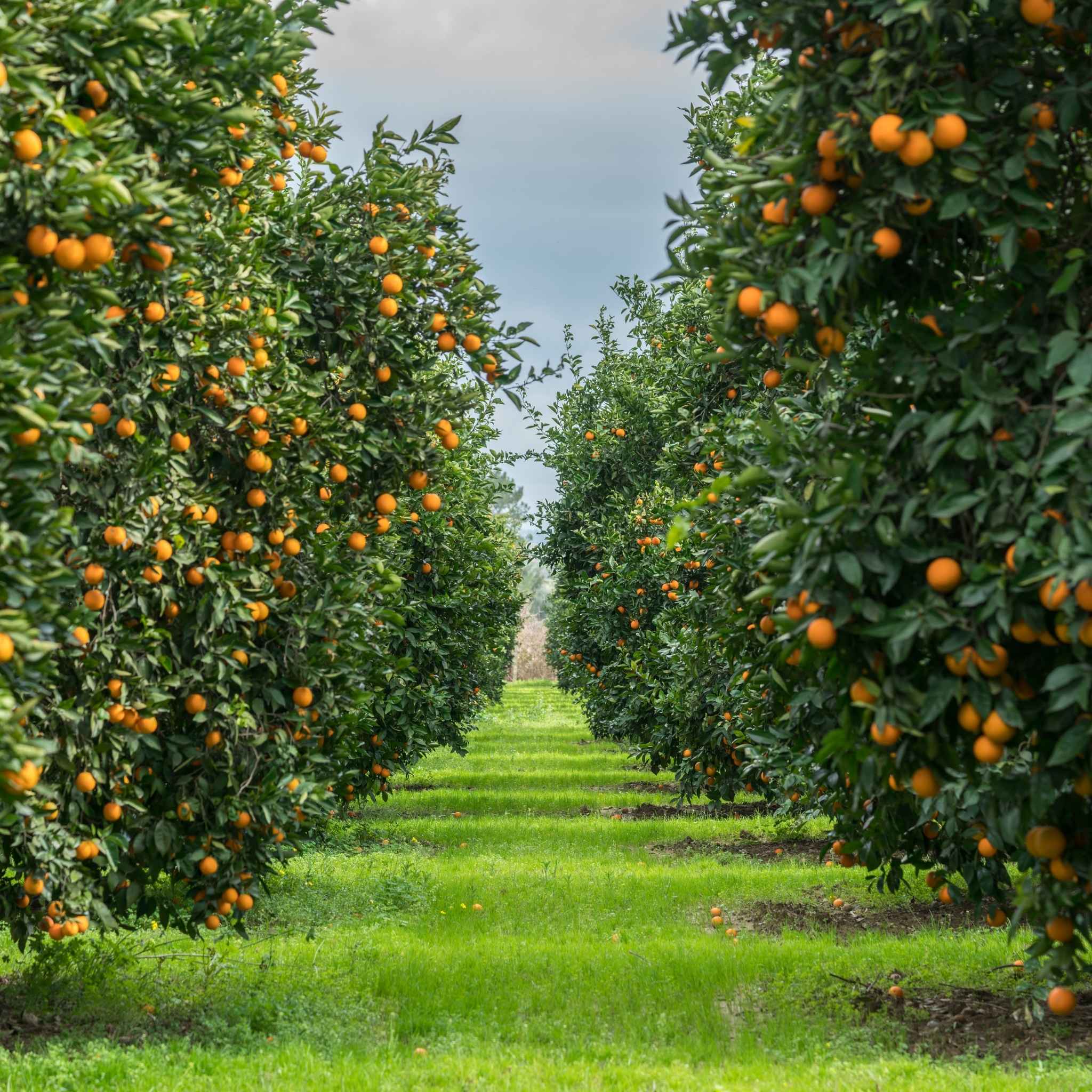 Soluciones para cultivos frutales orientadas a la regeneración de suelos y la mejora de la salud agronómica