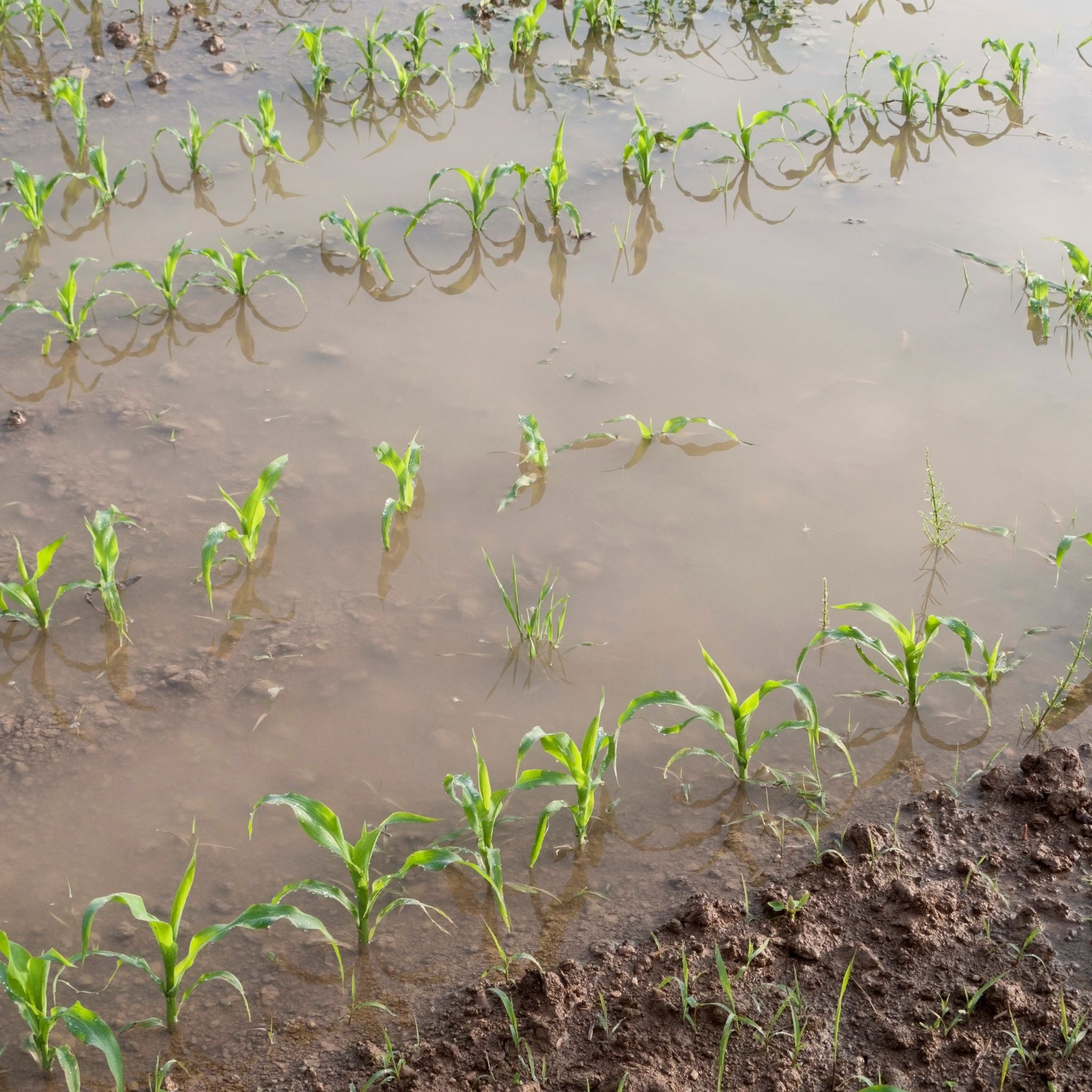 Soluciones para la baja infiltración del suelo orientadas a mejorar la entrada de agua y la salud agronómica