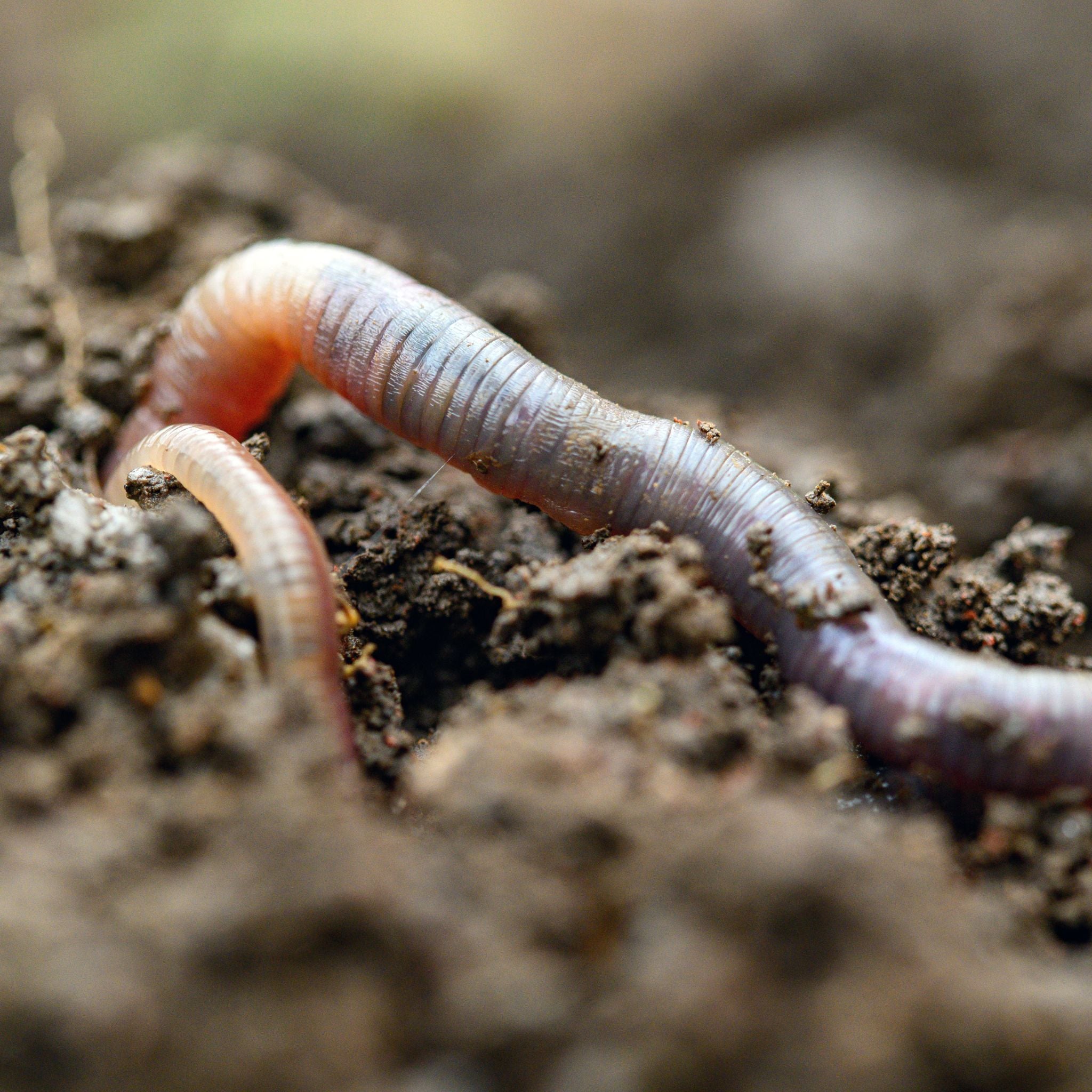 Soluciones para la pérdida de materia orgánica enfocadas en mejorar fertilidad y salud del suelo agrícola