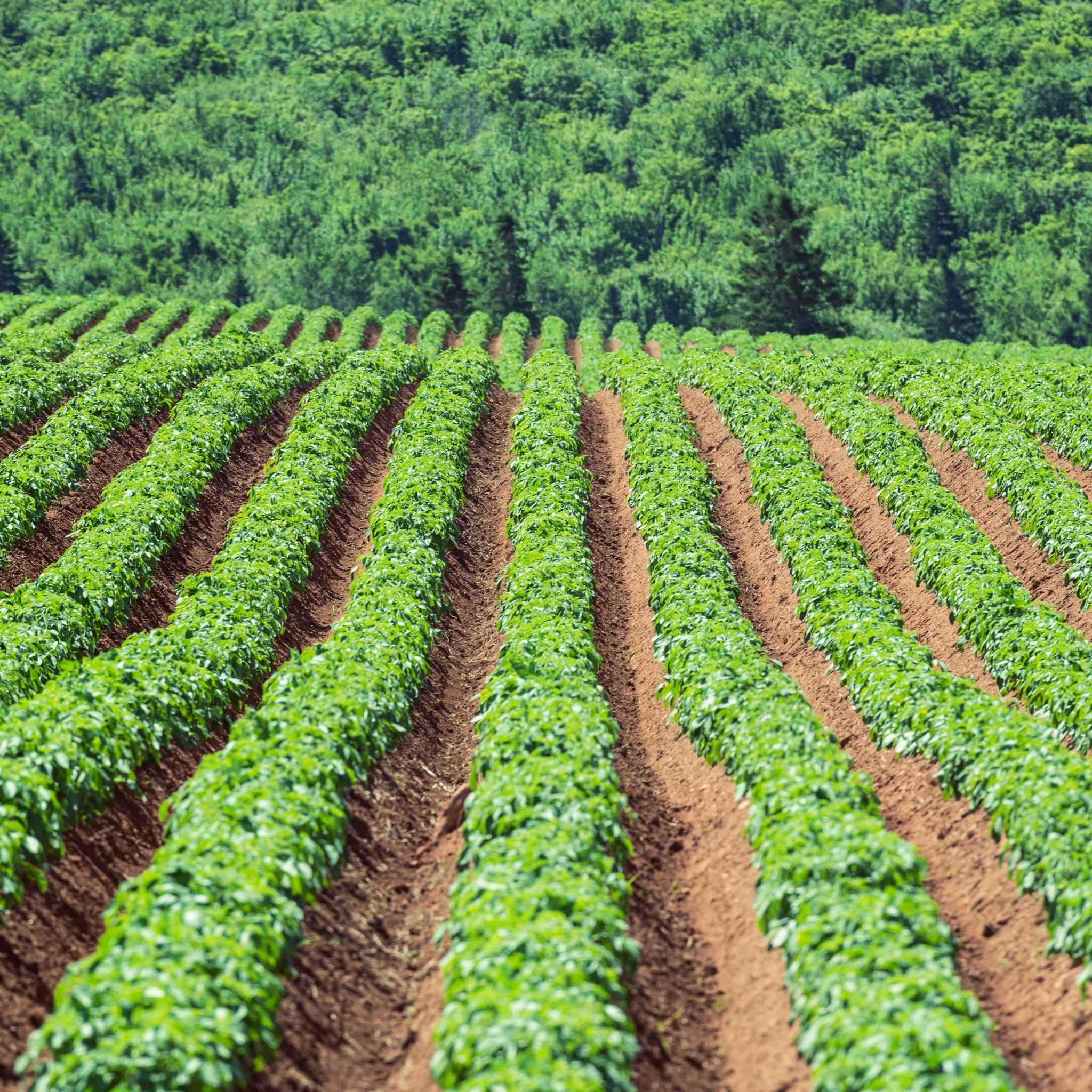 Soluciones por cultivo para cereal, viña, olivar, hortícola y frutales enfocadas en la regeneración de suelos