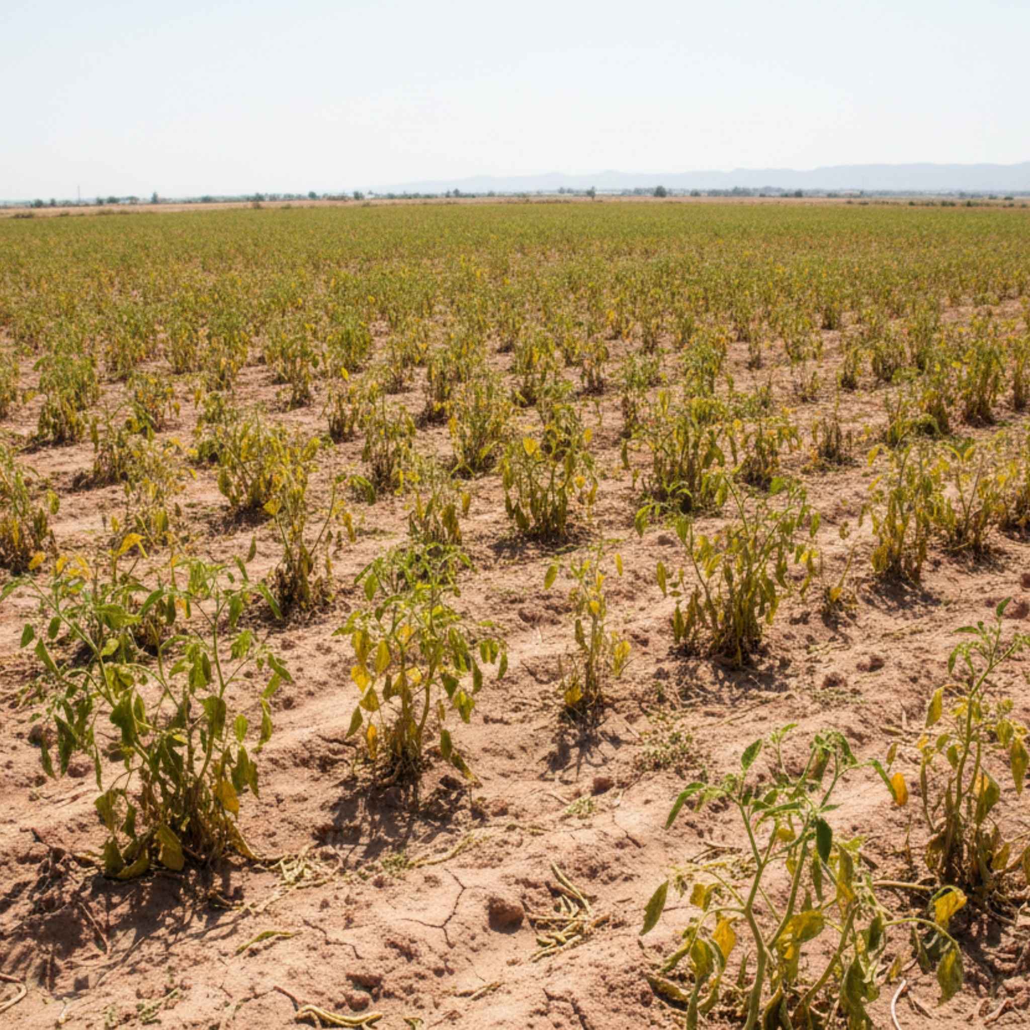 Soluciones para cultivos hortícolas enfermos